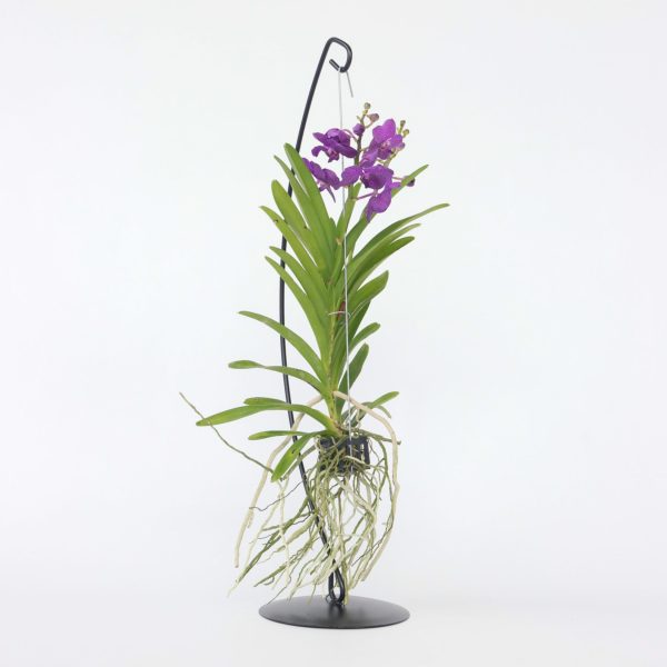 Blauwe orchidee met standaard - Vanda'Blue'- Hoogte 45-55cm