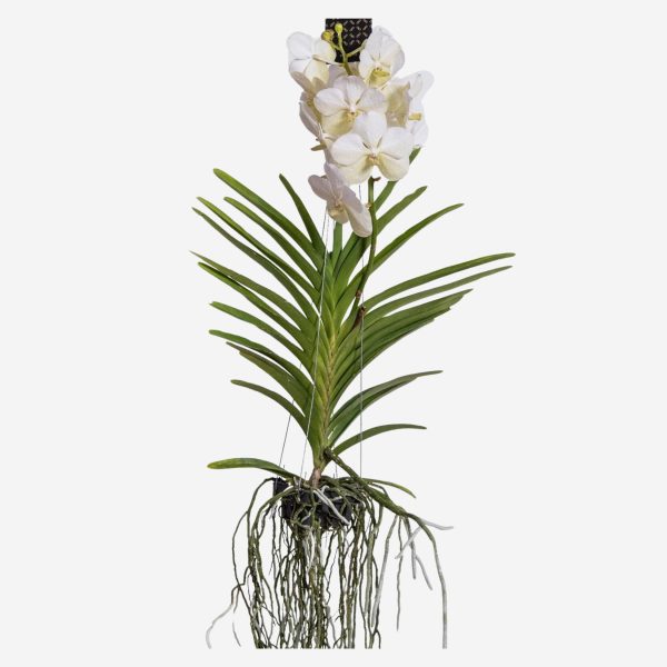 Witte Orchidee L - Vanda'White'- Hoogte 55-65cm