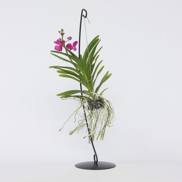 Roze Orchidee met standaard - Vanda'Pink'- Hoogte 45-55cm