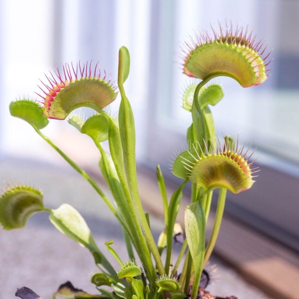 Venus vliegenvanger - Set van 3 - Dionaea muscipula - Hoogte 5-15cm -⌀5,5cm