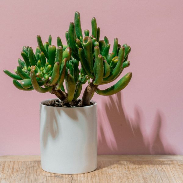 Jadeplant - Crassula ovata'Hobbit'- Hoogte 55-60cm -⌀30cm