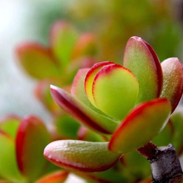 Jadeplant - Crassula ovata'Sunset'- Hoogte 30-35cm -⌀17cm