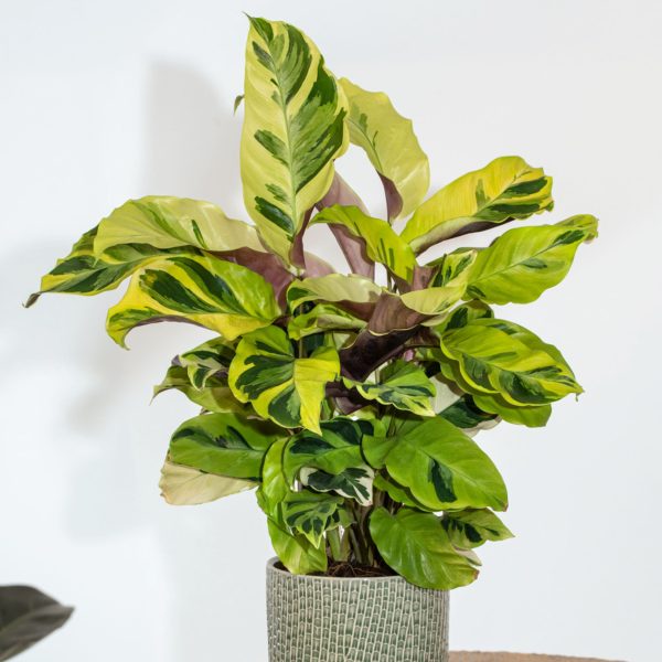 Pauwenplant - Calathea'Yellow Fusion'- Hoogte 30-40cm -⌀14cm