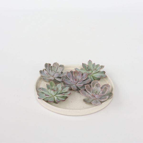 Echeveria - Set van 5 - Echeveria lilacina - Hoogte 7cm