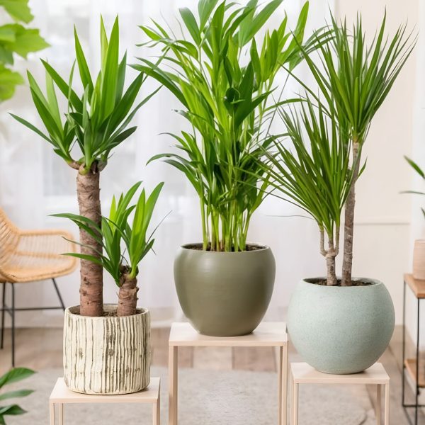 Set grote kamerpalmen - Set van 3 - Indoor Palmmix XL - Hoogte 70-90cm -⌀17cm